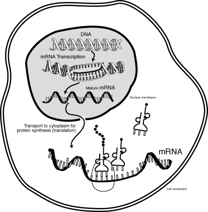 Il ruolo dell' mRNA nella fase di trascrizione.