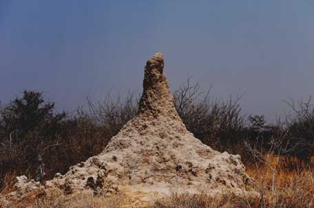 termitaio nell'Etosha
