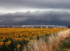 Campo di girasoli con nuvole nere sullo sfondo