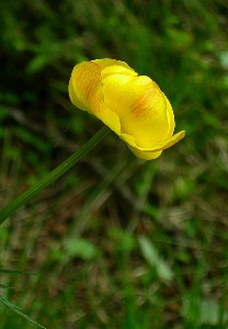 Il vero amore pu solo innalzarci e mai annichilirci, solo migliorarci e mai sacrificarci....se  sacrificio allora non  amore.