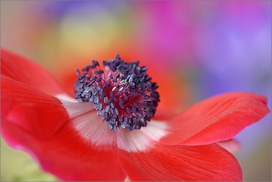 Red anemone