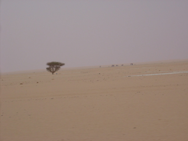 Ecco il deserto. Un cespuglio, quasi un albero, al centro del nulla.