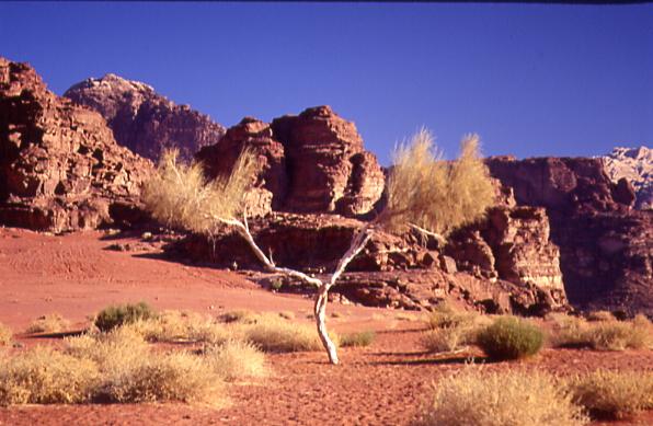  Wadi Rum 