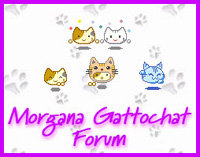 Gatto Chat Forum