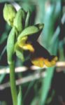 Ophrys lutea var minor