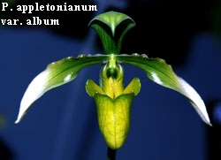 P. appletonianum var. album
