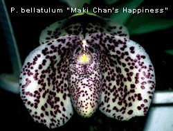 Paphiopedilum bellatulum 'Maki Chans Happiness'
