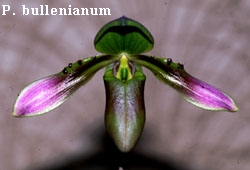 P. bullenianum