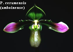 P. ceramensis