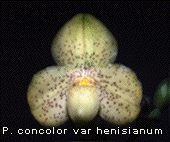 Paphiopedilum concolor var. henisianum