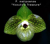 Paphiopedilum malipoense 'Kozuko's Treasure'