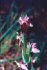 Ophrys_cabronifera.jpg
