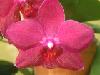 phalaenopsis_frentzel.jpg