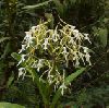 Epidendrum_longiflorum.jpg
