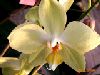 phalaenopsis_gialla1.jpg