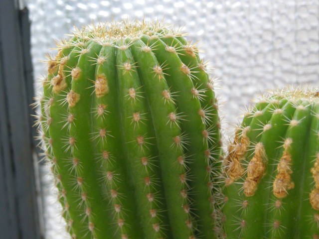 cereus.JPG