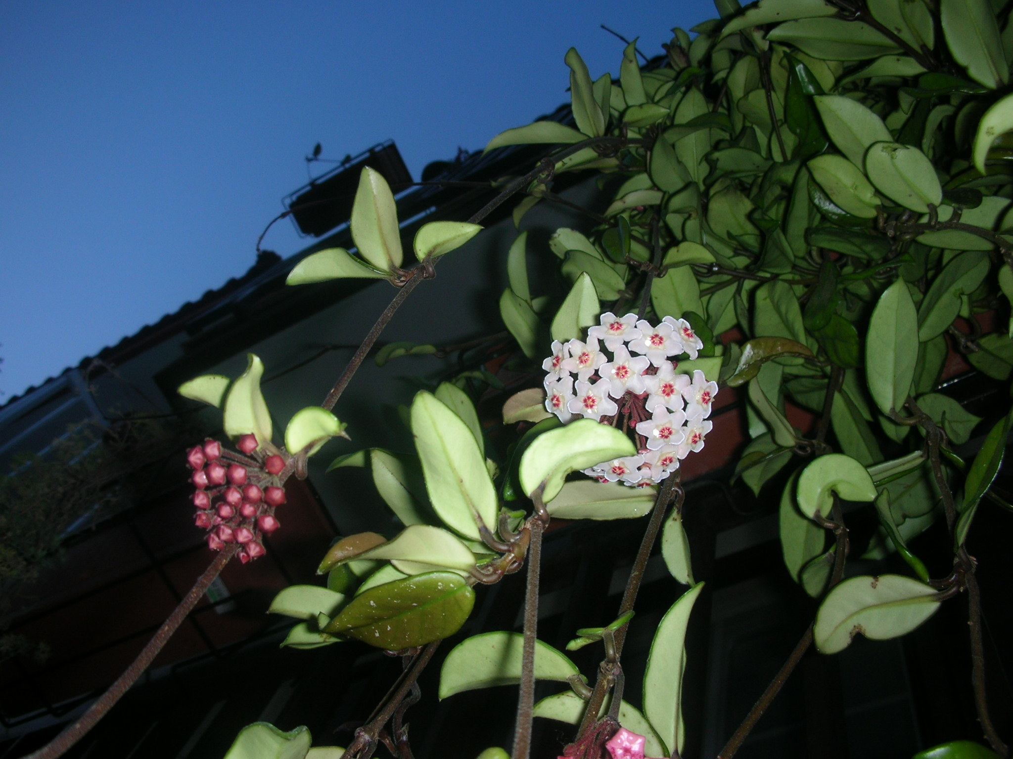 24.14%20-%20%20Hoya%20carnosa%20(Asclepiadaceae)%2005-2007.JPG