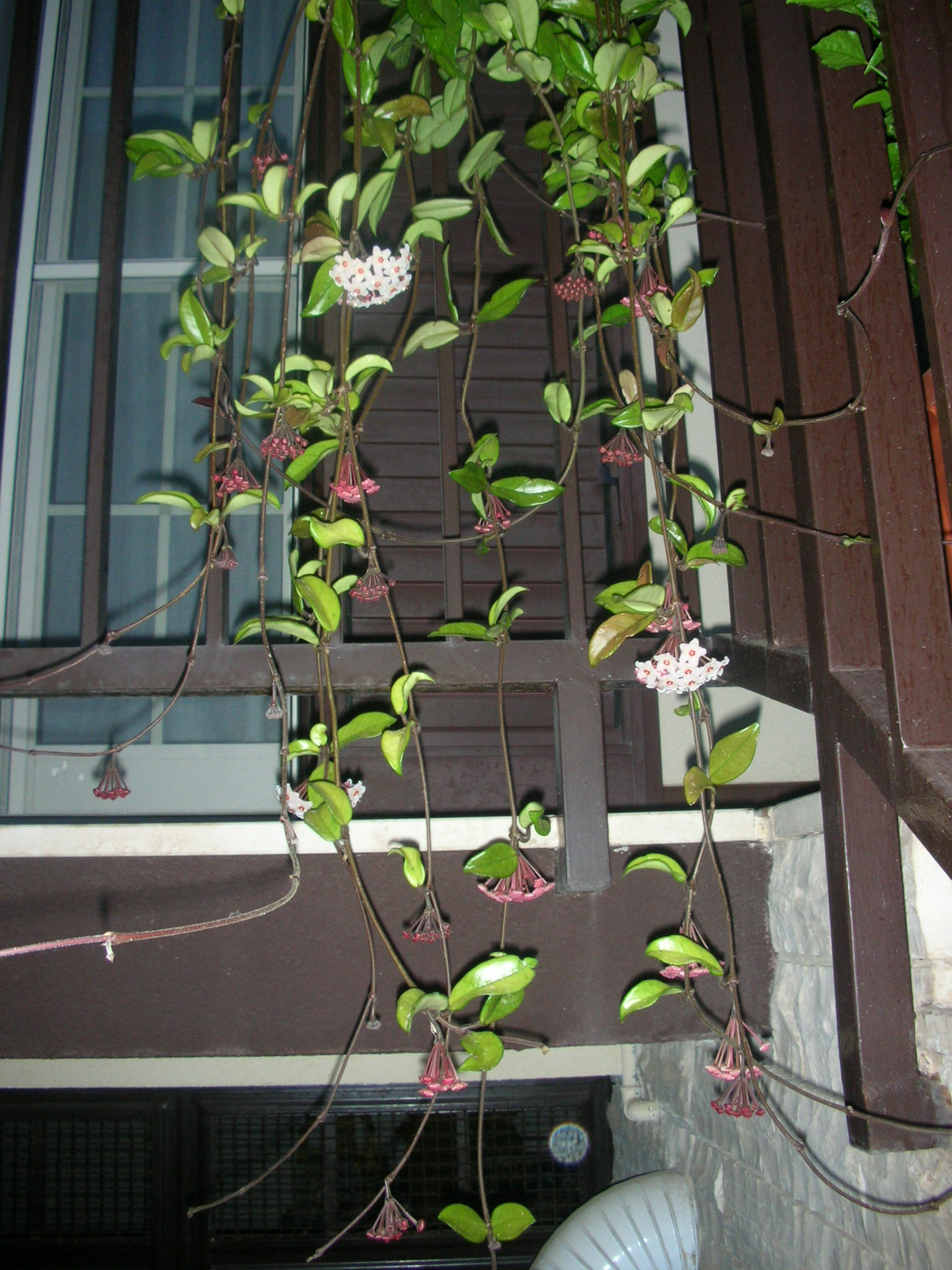 24.15%20-%20%20Hoya%20carnosa%20(Asclepiadaceae)%2005-2007.JPG