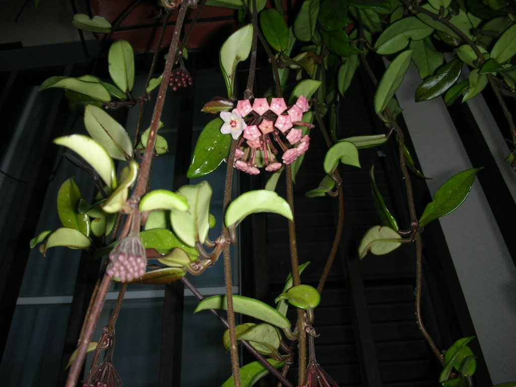 24.3%20-%20%20Hoya%20carnosa%20(Asclepiadaceae)%2005-2007.JPG