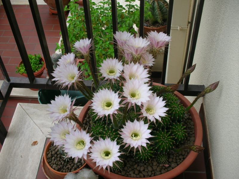 Echinopsis%20multiplex.JPG