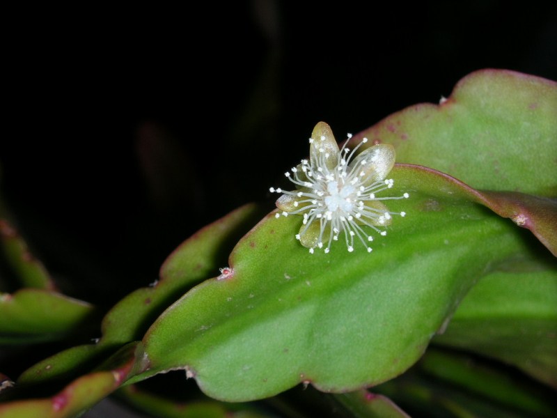 Epiphyllum%20oxypetalum%201%20(1).JPG