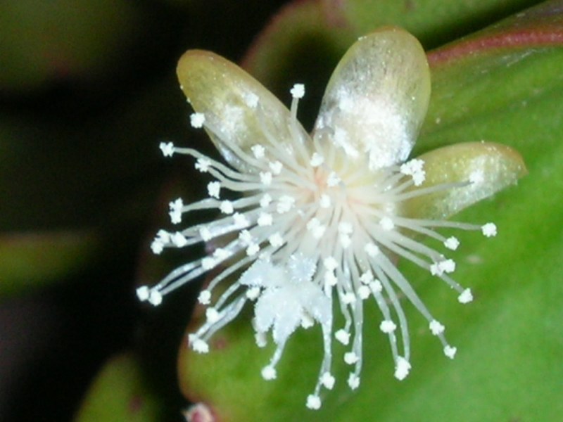 Epiphyllum%20oxypetalum%201.jpg