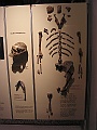 Natural History Museum (14)