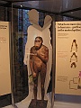 Natural History Museum (15)