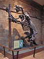 Natural History Museum (20)