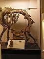 Natural History Museum (35)
