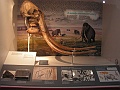 Natural History Museum (44)