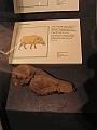 Natural History Museum (49)