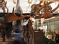 Natural History Museum (52)