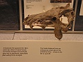 Natural History Museum (53)