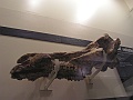 Natural History Museum (54)