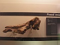 Natural History Museum (55)