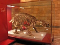 Natural History Museum (6)