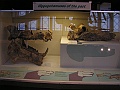 Natural History Museum (61)