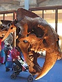 Natural History Museum (65)