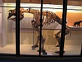 Natural History Museum (67)