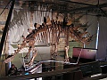 Natural History Museum (87)