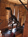 Natural History Museum (89)