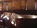 Natural History Museum (90)