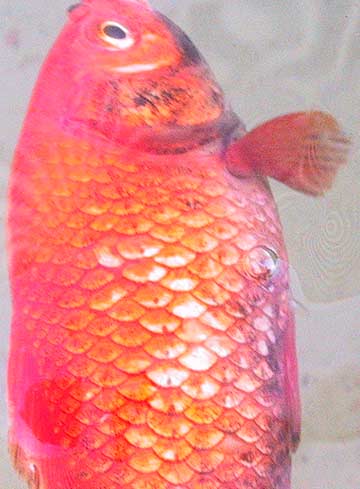 Pesci rossi del lagheto malati acquariforum for Razze di pesci rossi