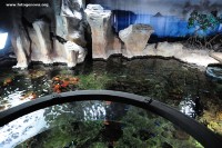 acquario di genova (39).jpg