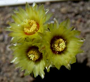 Astrophytum asterias in fiore