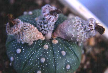 Astrophytum asterias con frutti a diverso grado di maturazione