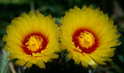 Astrophytum capricorne in fiore