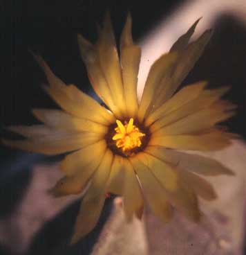 Astrophytum coahuilense in fiore