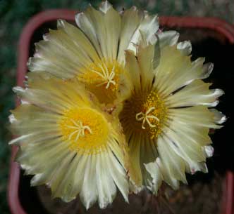 Astrophytum ornatum in fiore